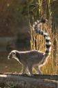 Lemur catta