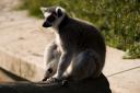 Lemur catta