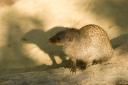 Banded Mongoose