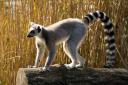 Lemur catta