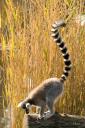 Lemur catta