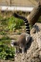 Lemur catta