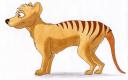 Thylacine profile
