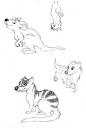 Various Fineliner sketches, including Thylacine, banded Palm Civet, Kangaroo, Ferret