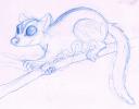 Sugar Glider Sketch