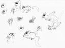 Sugar Glider Sketches