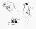 Sugar Glider Sketches