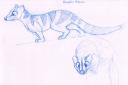 Banded Palm Civet (Hemigalus Derbyanus)