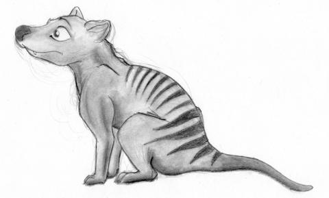 Thylacine