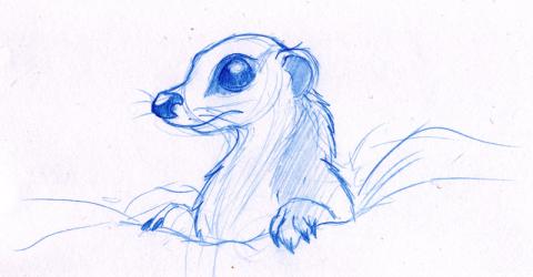 A Meerkat Sketch