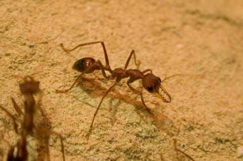 Ants at Sydney Wildlife World