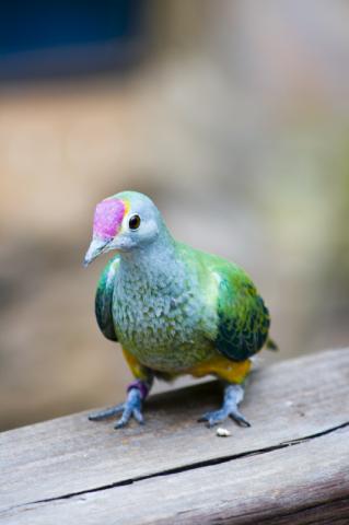 Bird at Syndey Wildlife World