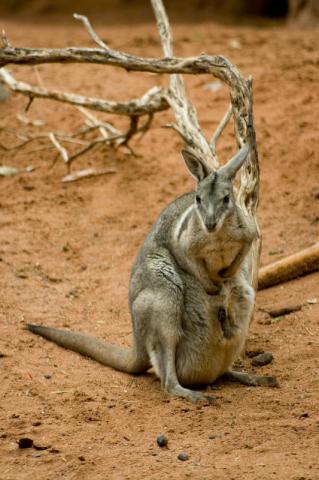 Wallaby at Sydney Wildlife World