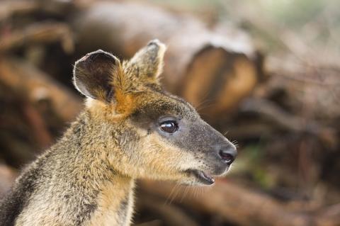 Kangaroo at Lone Pine Koala Sanctuary