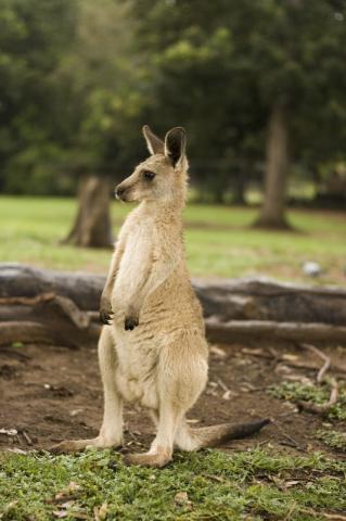 Kangaroo at Lone Pine Koala Sanctuary