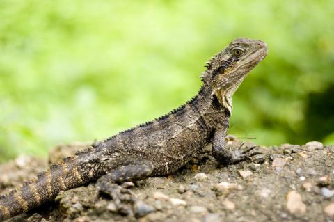 Lizard at Lone Pine Koala Sanctuary