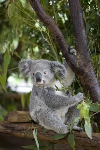 Koala at Lone Pine Koala Sanctuary