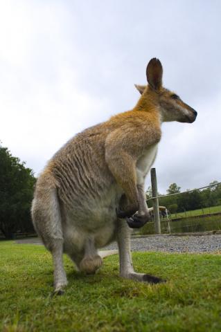 Kangaroo at Lone Pine Koala Sanctuary