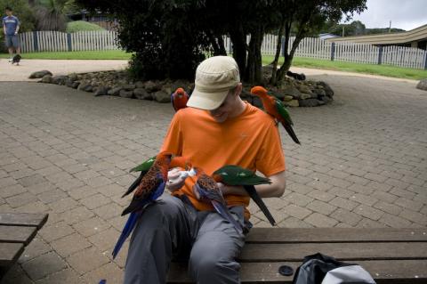 Feeding Parrots at Oâ€™Reillys National Park