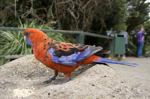 Parrot at Oâ€™Reillys National Park