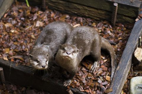 Otters at Australia Zoo