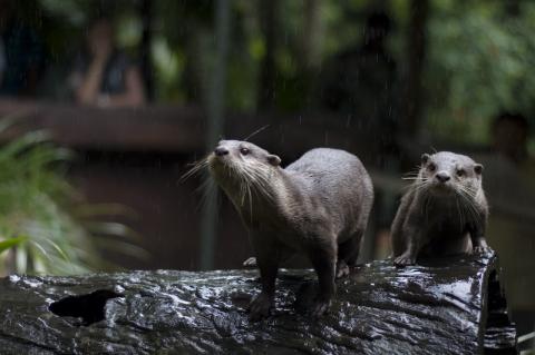 Otters at Australia Zoo