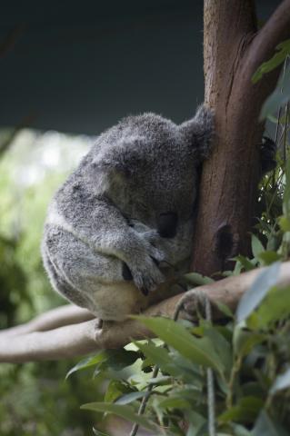 Koala at Australia Zoo