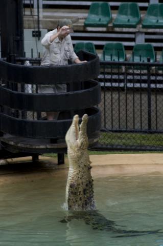 Crocodile at Australia Zoo