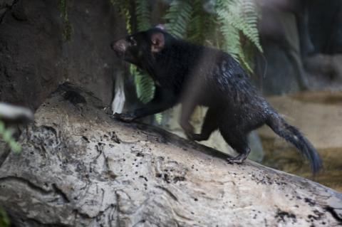 Tasmanian Devil at Australia Zoo