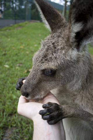 Kangaroo at Australia Zoo