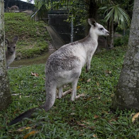 White Kangaroo at Australia Zoo