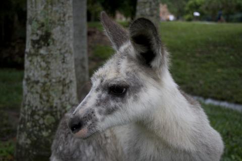 White Kangaroo at Australia Zoo