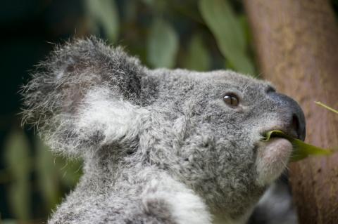 Kangaroo at Australia Zoo