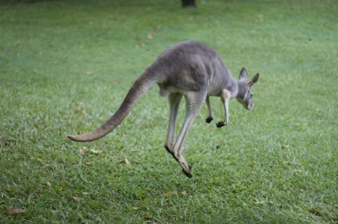 Kangaroo at Australia Zoo