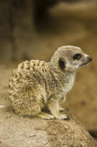 Meerkat at Melbourne Zoo