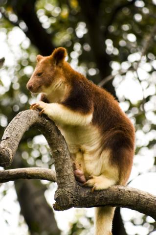 Tree Kangaroo at Melbourne Zoo