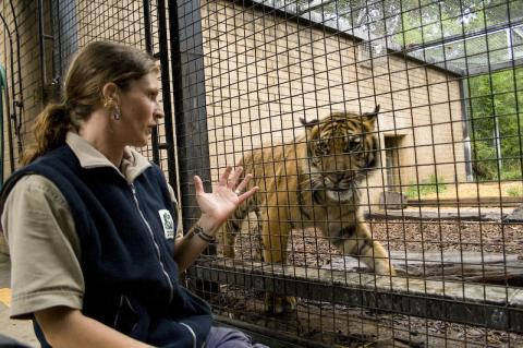 Tiger and Keeper at Melbourne Zoo