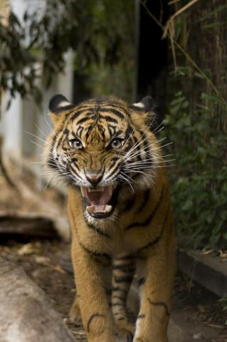 Tiger at Melbourne Zoo