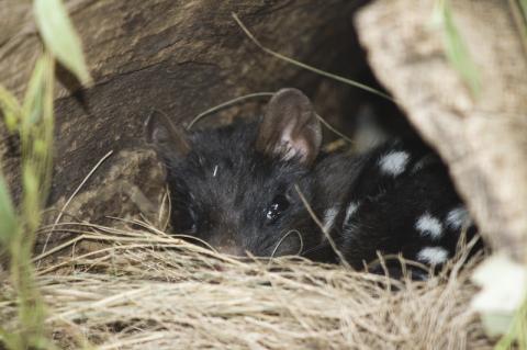 Quoll at Bonorong Wildlife Park, Tasmania