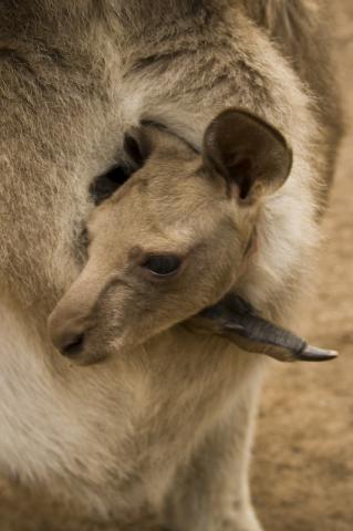 Kangaroo Joey at Bonorong Wildlife Park, Tasmania