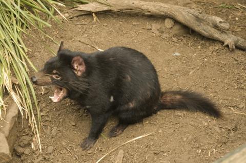 Tasmanian Devil at Bonorong Wildlife Park, Tasmania