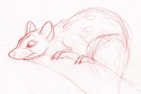 Quoll