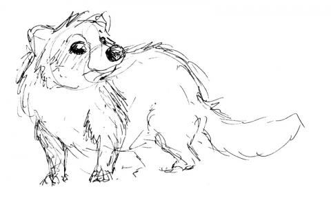 Tanuki