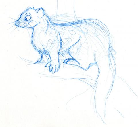 cartoon Quoll Sketch