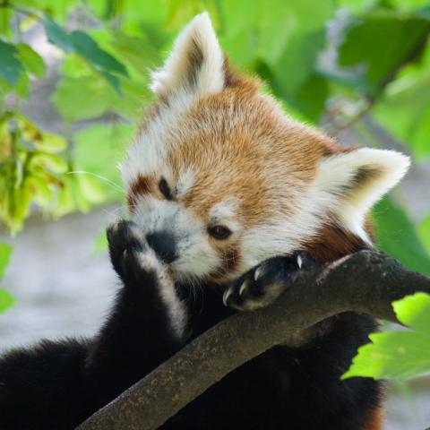 Photo of a Red Panda (Ailurus fulgens)