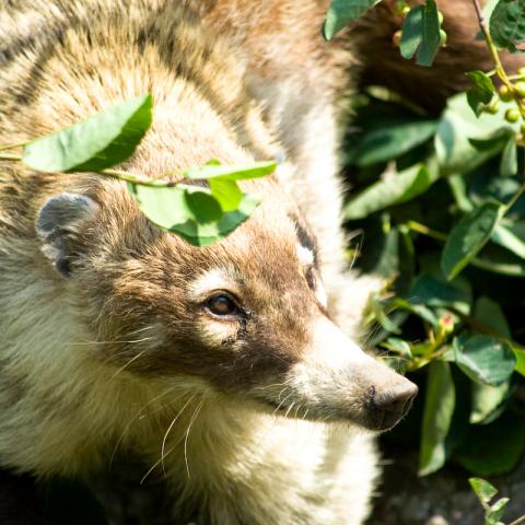 Photo of a White-nosed Coati (Nasua narica)