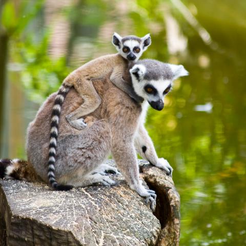 Photo of a Ring-tailed Lemur (Lemur catta)