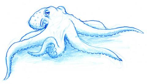 Cartoon Octopus drawing