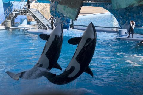 Killer whales at Seaworld Orlando