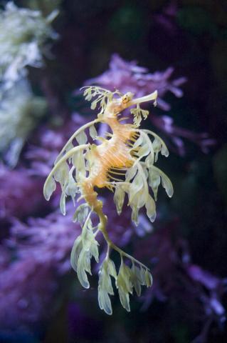 Leafy Seadragon